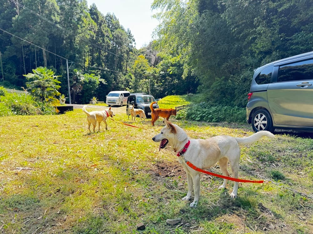 迎えてくれる犬たち